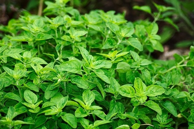 Oregano Bild Oregano Bild